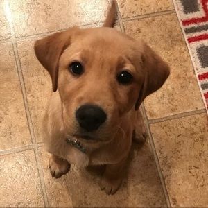 Meet your Posher, Marki